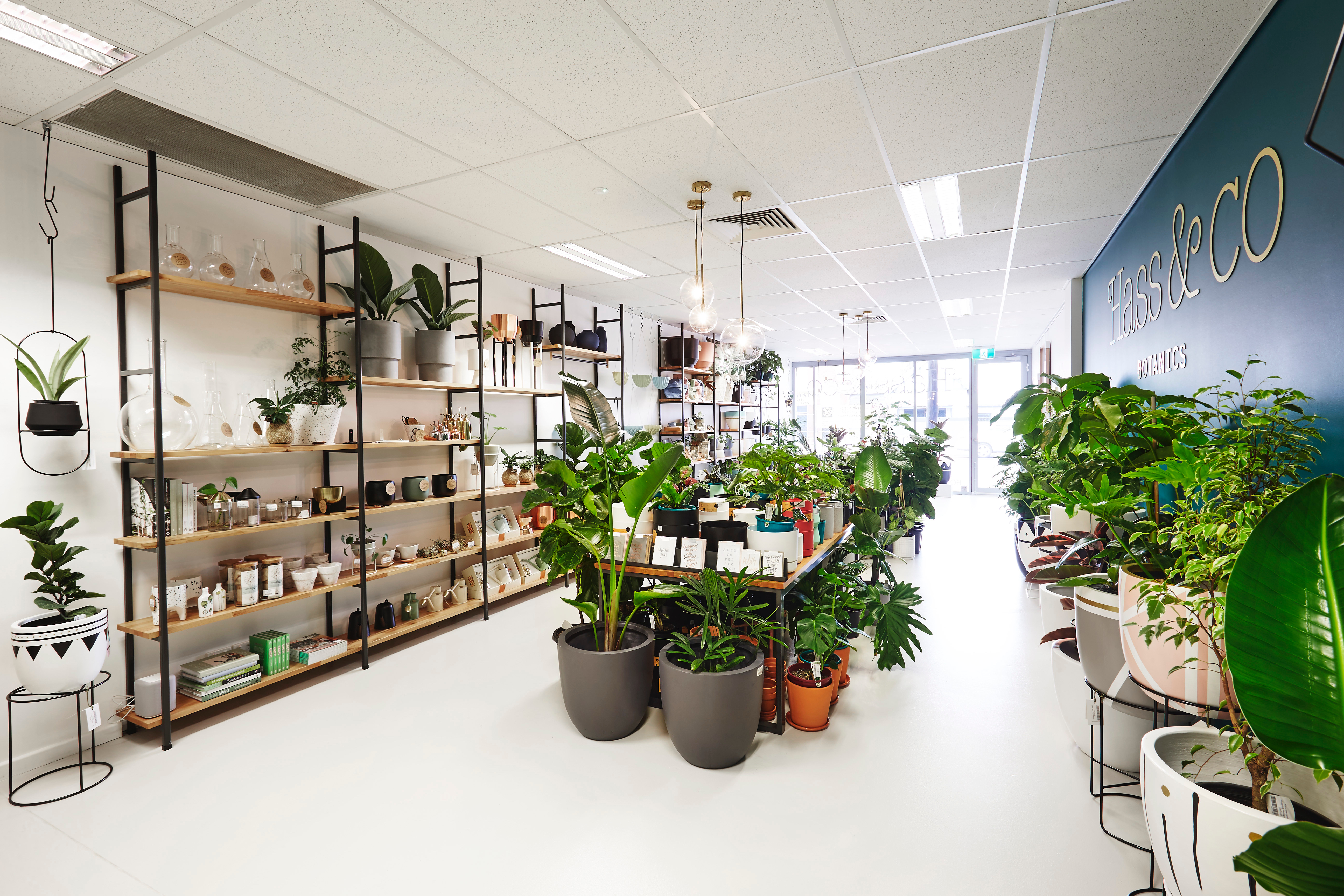 Indoor plant heaven in Leederville, Perth WA